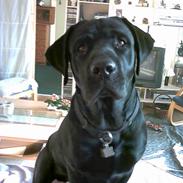 Labrador retriever Buster