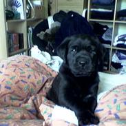 Labrador retriever Buster