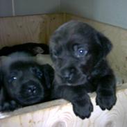 Labrador retriever Buster