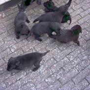 Labrador retriever Buster