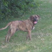 Blanding af racer Chang R.I.P.