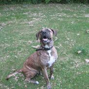 Blanding af racer Chang R.I.P.