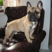 Fransk bulldog Rocco