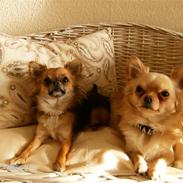 Chihuahua      *Ronaldo*