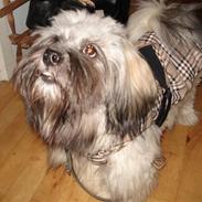 Lhasa apso Mudly