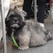 Lhasa apso Mudly