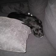 Blanding af racer Ludvig 