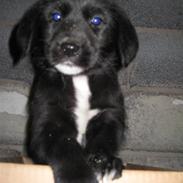 Blanding af racer Ludvig 