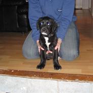 Blanding af racer Ludvig 