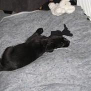 Blanding af racer Ludvig 