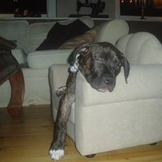 Amerikansk staffordshire terrier Carlos