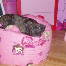 Amerikansk staffordshire terrier Carlos