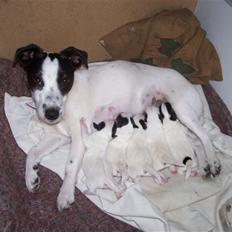 Jack russell terrier jack