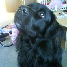 Blanding af racer retriver/newfoundlænder