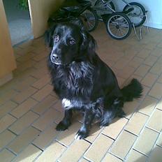 Blanding af racer retriver/newfoundlænder