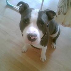 Amerikansk staffordshire terrier Aio