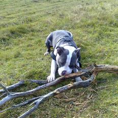 Amerikansk staffordshire terrier Aio