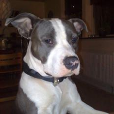 Amerikansk staffordshire terrier Aio