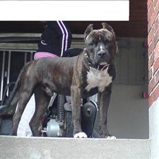 Amerikansk staffordshire terrier Cezar 