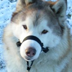 Siberian husky Chinook