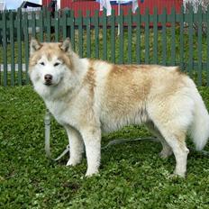 Siberian husky Chinook