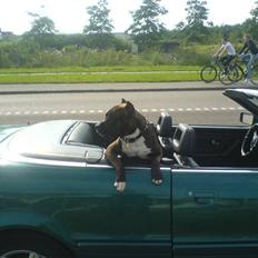 Amerikansk staffordshire terrier Cezar 