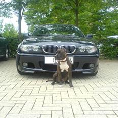 Amerikansk staffordshire terrier Cezar 