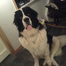 Landseer rocky