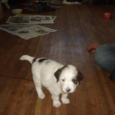 Blanding af racer Bailey