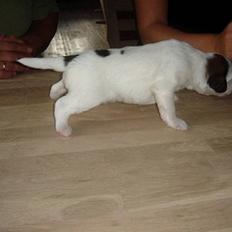 Blanding af racer Bailey