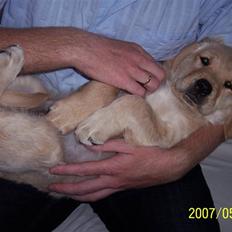 Golden retriever Balder