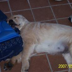 Golden retriever Balder