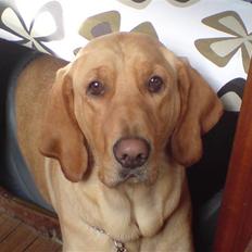 Blanding af racer Laika   (Bette mov)