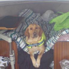 Blanding af racer Laika   (Bette mov)