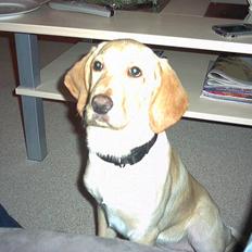 Blanding af racer Laika   (Bette mov)