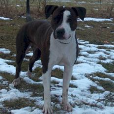 Blanding af racer Molly