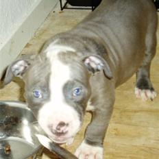 Amerikansk staffordshire terrier Tyson-biGGie