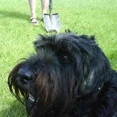 Schnauzer zico