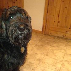 Schnauzer zico