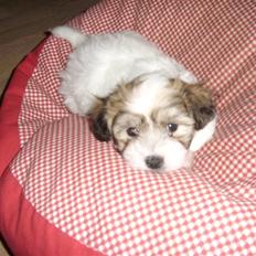 Coton de tulear balou