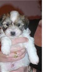 Coton de tulear balou