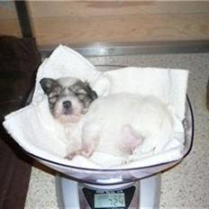 Coton de tulear balou