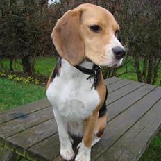 Beagle luna