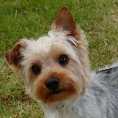 Yorkshire terrier Sniffer