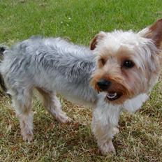 Yorkshire terrier Sniffer