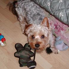 Yorkshire terrier Sniffer