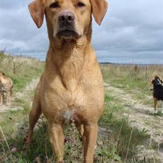 Blanding af racer cosmo R.I.P.