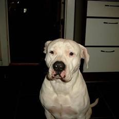 Amerikansk bulldog Kamphunden Mischa