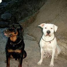 Amerikansk bulldog Kamphunden Mischa