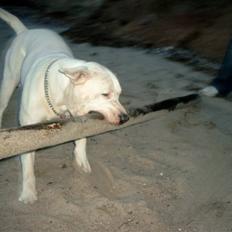 Amerikansk bulldog Kamphunden Mischa